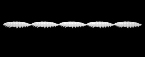 Libra Lures Larva Multi 001 White Cheese 25pcs