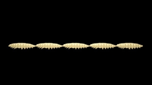 Libra Lures Larva Multi 005 Cheese Krill 25pcs