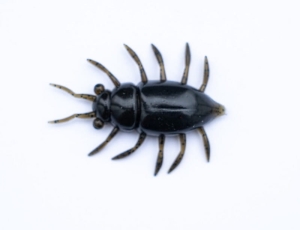 FishUP Maybug 1,3 #043 - Pastèque Marron/Noir 5s