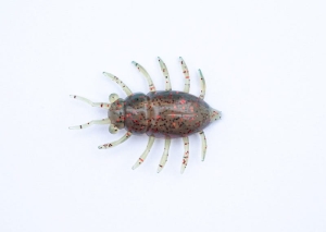 FishUP Maybug 1,3 #045 - Citrouille verte/Rouge & Noir