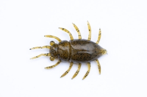 FishUP Maybug 1,3 #074 - Green Pumpkin Seed 5 pièces