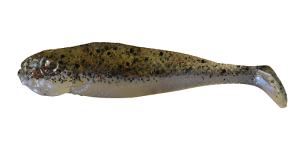 Espadon Shad réaliste 7cm J7 019 10pcs