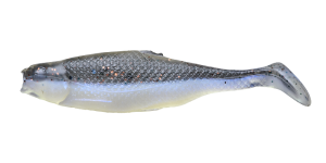 Shad Réaliste GARDON 7cm P7 029 10pcs