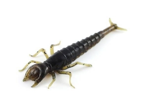 FishUP Diving Bug 5cm #043 Watermel Brown Black 8pcs