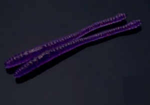Libra Lures Dying Worm 70mm Krill Col.20 15pcs