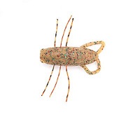 Insecter