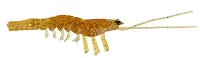 3D MANIC SHRIMP